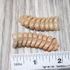 2 Very Large Rattlesnake Rattles   8263    Taxidermy Diamondback Sidewinder