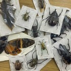 15 Real Insects Beetle Cicada Scorpion Dried Taxidermy Specimen Oddities Decor