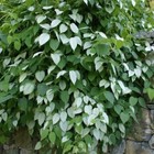 Actinidia Polygama 20 Pcs Fresh Seeds  Gaedarae  Silver Vine  Matatabi Seeds