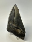 Megalodon Shark Tooth 4 67 Inch - Serrated - Natural Fossil - Authentic 18964
