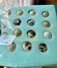 All Colors - 12 Coturnix Quail Fertile Hatching Eggs - 1 Dozen Shipped In Foam