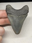 Megalodon Shark Tooth Natural Fossil Teeth Florida