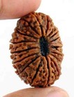 17 Mukhi Rudraksha Seventeen Face Rudraksh Hindu Sacred Bead Rare Free Shipping