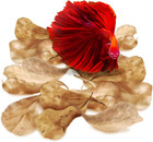Sungrow 50 Pcs Catappa Indian Almond Leaves For Betta Fish Tank Aquarium  2    Wat