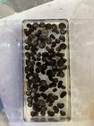 150  Ramshorn Snails - Assorted - Feeders Or Cleaners Tank Bred Clean