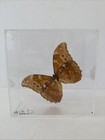 Vintage Blue Morpho Butterfly Glass Framed Shadow Box 1987