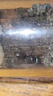 Live formica Subsericea Queen Ant Feild Ant Feeder 