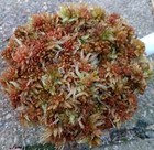 Live Sphagnum Moss Tangerine Fuzzy Fresh Cleaned Maine 