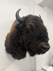 Taxidermy Large Animals