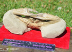  39     amazing  Extra Large Rare Fossil Crab From Java  Indonesia   Best Value