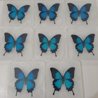 Real Ulysses Butterfly Specimen Papilio Ulysses 10cm Spread Wings Display A1