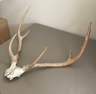Axis Deer Antler