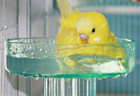 Lixit Quick Lock Bird Cage Bath For Lovebirds  Canaries  Finches  Parakeets  And