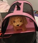 Pet Carrier Soft Sided Small Cat Dog Comfort Rose Wine Pink Bag Travel Approved