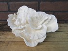 Natural Genuine Merlina Cup Coral Home Aquarium  Decor 9 x 6 5  Mer-2