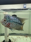 Flowerhorn Live Fish