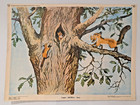 Save Nature Poster     Wild Nature Animals     Rare Soviet Poster Green Party 1984