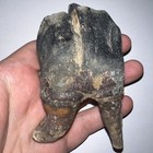 Enourmous Ice Age Fossil Coelodonta Lower Molar Tooth 4 27 Inches 