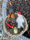 Vintage Rooster  Hen  Chicks Sitting On Straw With Feathers  4  Tall  Nice Piece