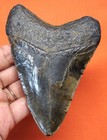 Megalodon Shark Tooth - Real Fossil - Shark Teeth 4 19    - No Restorations