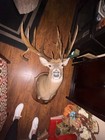 200 Plus Inch Whitetail Deer Shoulder Mount