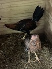 Poultry Chicken Gamefowl