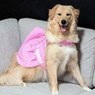Doggy Parton Cowgirl Dress Dog Halloween Costume Extra Large Dolly Parton 