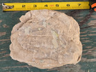 Oligocene Tortoise Fossil White River Badlands Stylemys From Old Collection