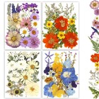 Dried Pressed Flowers  80pcs Real Natural Pressed Flowers Bulk For Resin Nail Ar