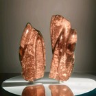 Consanguineous Orthoceras Fossil Pair   370ma Devonian Bookmatch Crystal Veining