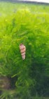 Algae Cleaner Malaysian Trumpet Snails  7  Free Plants  Live Aquatic Guaranteed