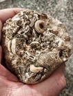 Crinoid Fossils  Carboniferous Period  Mohave County Arizona