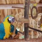 Pet Training Stand Diy Bird Play Stand Bird Cage Perch Paw Grinding Stick