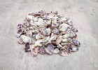 Coquina Clam Shells Blue Violet White  approx  Half Cup 150  Shells 0 25  In 