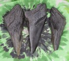Megalodon Sharks Teeth 3 No Restorations Fossil Sharks Teeth Tooth