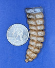 Very Nice Genuine Western Diamondback Rattlesnake Rattle  5253