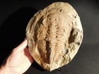 Huge  530 Million Year Old  Andalusiana Trilobite Fossil Anif Morocco 2424gr