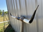 Mounted Steer Horns 4 Feet 6 1 2 Inches Longhorn Polished Mount Bull Cow
