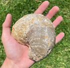 Huge Fossil Oyster Exogyra Ponderosa Texas 4 2    Cretaceous Bivalve