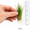 5 X Dwarf Hairgrass  eleocharis Parvula 