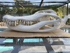 American Alligator Skull 22  Big Teeth Gator Skeleton Reptile Display Taxidermy