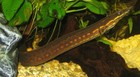 Fire Eels 3-4 Inch  mastacembelus Erythrotaenia  Live Fish Free Shipping