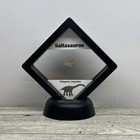 Saltasaurus Extinct Dinosaur Eggshell Fossil Piece In Display Case