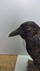 Taxidermy Raven Crow Bird Mount 17  Break To Tail Excellent Condition 