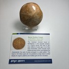 Sand Dollar Fossil Polished 120 Million Year Old  Madagascar With Display Rack