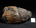 Beautiful 3d Fossil Plant Calamite With Full Tip In Siderite - Not Mazon Creek  