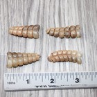 4 Rattlesnake Rattles   6462    Taxidermy Diamondback Sidewinder