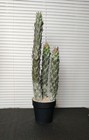 22  Succulent Cactus Realistic Artificial Plant Home Office Decor Brand New