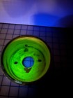 A245--antique Ceiling Light Assembly With 4  Fitter  Original  Uranium Glass