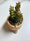 New Sneezy Snow White Planter Faux Succulent Terrarium Fairy Garden Seven Dwarfs